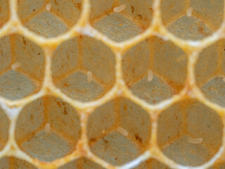 Brood Comb of Honey Bee, Apis mellifera, Eggs Macro 