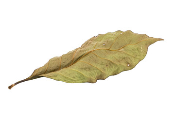 dry leaves on white background