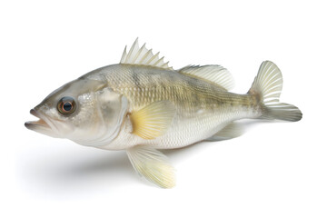Detailed Isolated Image of a Single Fresh Fish on White Background - obrazy, fototapety, plakaty