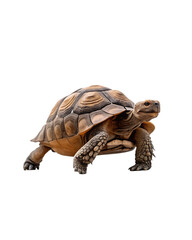 Obraz premium turtle png