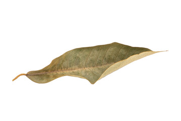 Fototapeta premium dry leaves on white background
