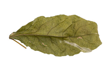 Obraz premium dry leaves on white background