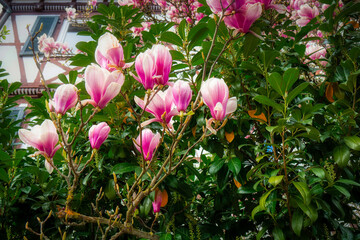 pink and white tulips