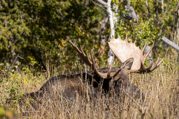Bull Moose During the Rut in Wyoming in Autumn