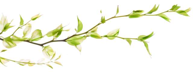 Dynamic Twisted Branch in Flight