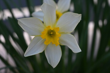 Narciso bianco fiore