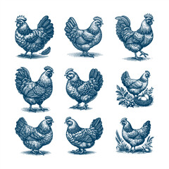 Hand drawn chicken,  Poultry, broiler, farm animal. Vintage sketch vector illustration art.  isolated on white background.