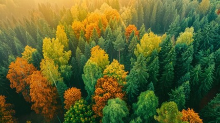 Soft light in countryside woodland or park. Drone shoot above colorful green summer texture in natur