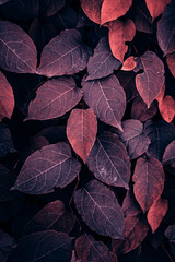 red plant leaves in the garden in autumn season, autumn leaves