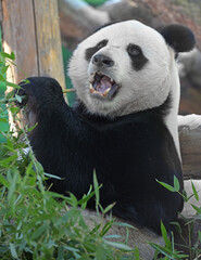 Fun Giant panda (Ailuropoda melanoleuca), male, eats bamboo with appetite