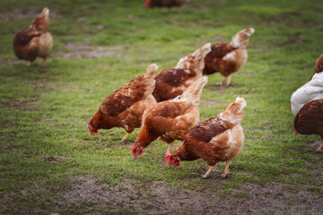 happy free range organic chicken in the meadow