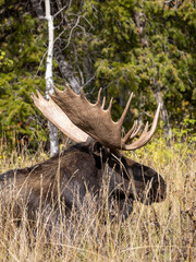 Bull Moose During the Rut in Wyoming in Autumn