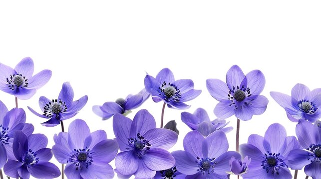 First spring flowers, Anemone hepatica isolated on white background. Border of blue violet wild forest flowers liverwort  ,Generative ai,