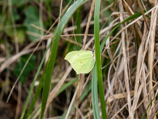 Brimstone Butterfly Resting on a Grass Stem With its Wings Open