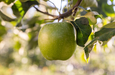 green apple in a tree during autumn