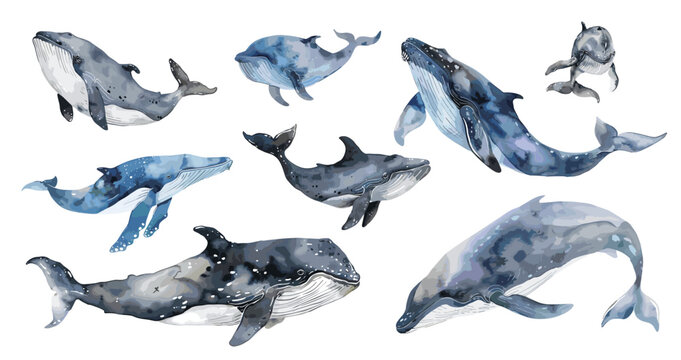Ocean whales set. Isolated watercolor whale, underwater mammals. Sea animals, decorative elements for design, vector collection