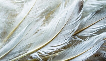 a background formed by the spread of white down feathers bird feathers texture background