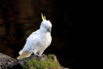 A sulphur-crested cockatoo, cacatua sulphurea, on a riverbank in Victoria, Australia. This parrot species is endemic to Australia, New Guinea and parts of Indonesia. Dark background with copyspace. - 767255466