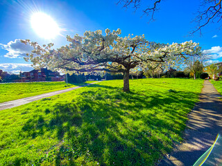 A flowering cherry tree in full bloom with white blossom forms a white umbrella casting shade in the sun