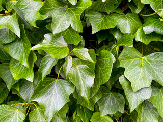 Leaves on a plant making up a hedge, a green background