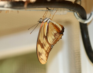Die Flamme - The Flame or Julia butterfly