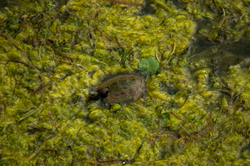 Turtle in Pond
