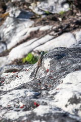 Summer animal wildlife wallpaper. Small beautiful cute colorful lizard in wild nature on stone. Reptile yellow brown color body, turquoise blue green head. South Africa lacertian.