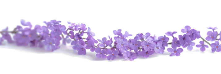 Blurred Twisting Lilac Flowers in Flight