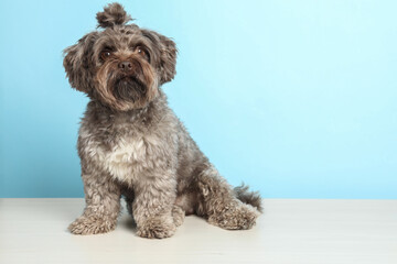 Cute Maltipoo dog on white table against light blue background, space for text. Lovely pet