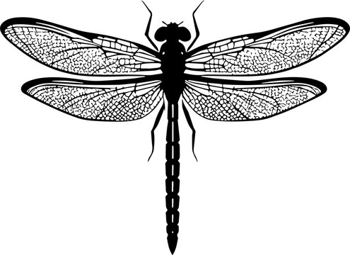 Dragonfly icon isolated on white background