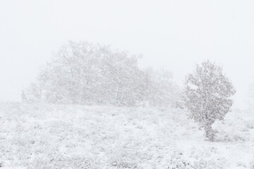 Snowy landscape in an oak forest with the branches of the trees covered by snow in winter.