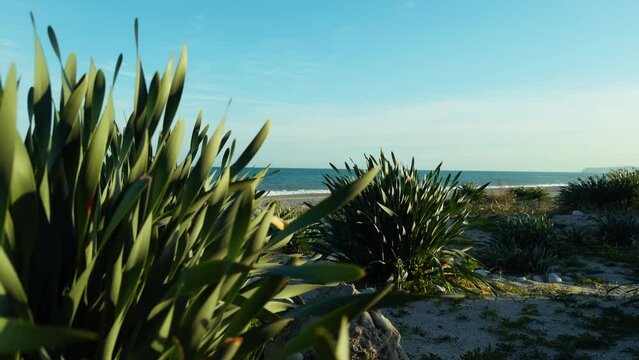 Phormium tenax Plants On The Beach 