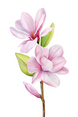 Pink magnolia branch. Spring flower bouquet watercolor painting. Hand painted colorful floral composition, pink magnolia
