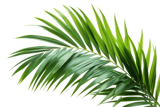 Palm leaves isolated on transparent background With clipping path. cut out. 3d render