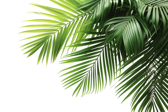 Palm leaves isolated on transparent background With clipping path. cut out. 3d render