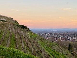 Fototapeta na wymiar Guebwiller's Vineyards at Sunset with Panoramic Views of Alsace Plain and Distant Alpine Peaks