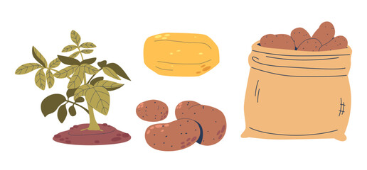 Potato Plants Solanum Tuberosum Are Cultivated For Their Starchy Tubers, Used In Various Cuisines Worldwide