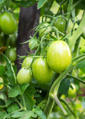 Unripe green tomatoes on a branch in a vegetable garden