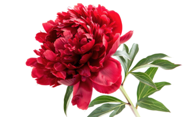Scarlet Blossom isolated on transparent Background