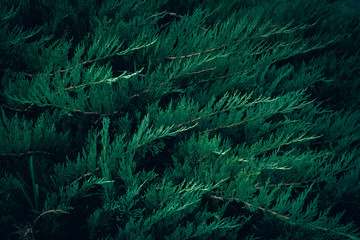 Dark green Juniper bush branches pattern texture