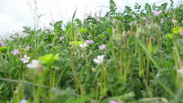 Erodium cicutarium, common storks-bill, redstem filaree, redstem stork bill or pinweed is a herbaceous flowering plant of the family Geraniaceae. Grassland, meadow or hayfield. Springtime in Serbia