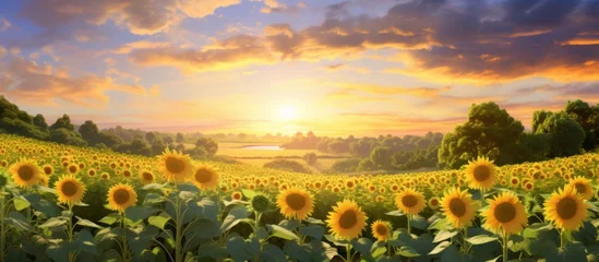 Poster The sky is painted in hues of orange and pink as the sun sets over a field of golden sunflowers, creating a stunning natural landscape © AkuAku