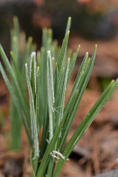 First leaves of crocuses closeup, selective focus, sprouted crocuses.