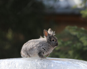 gray rabbit on ice in the forest