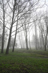 Obraz na płótnie Canvas park alley spring trees in the fog