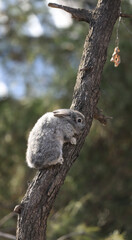 gray rabbit sitting on a tree outdoors