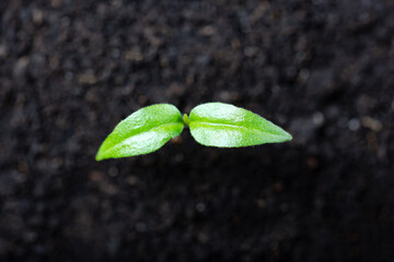 Pepper seedling in a peat cup close up. Preparing plants for growing in open ground. Home gardening concept - 767271271