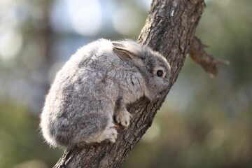 gray rabbit sitting on a tree outdoors