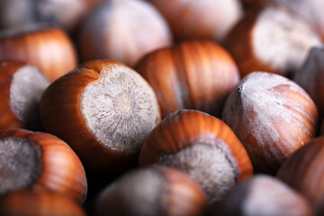 Macro shot of hazelnut nuts. Food photography