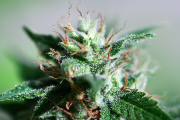Macro shot of flowering cannabis indica sativa bud. Trichomes and hairs of marijuana bud flower. Medical cannabis growing concept - 767272600
